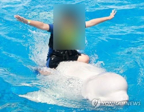 돌고래 체험시설을 운영하는 경남 거제 거제씨월드가 지난해 6월 홈페이지에 올린 벨루가 타기 체험 프로그램 사진.  [씨월드 홈페이지 캡처]